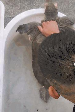 杀鲫鱼视频,鲫鱼捕捞大作战