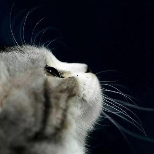 娱乐吃瓜猫原声